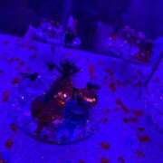 ヒメ日記 2025/05/26 15:42 投稿 崎山琳(さきやまりん) 東京ヒストリー　秘密の約束