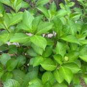 ヒメ日記 2025/05/22 09:38 投稿 はつね 熟女家 堺東店