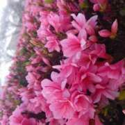 ヒメ日記 2025/04/14 07:59 投稿 さと 香川高松ちゃんこ