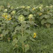 ヒメ日記 2025/07/15 19:29 投稿 さと 香川高松ちゃんこ