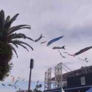 ヒメ日記 2026/04/12 09:59 投稿 さと 香川高松ちゃんこ