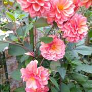 ヒメ日記 2025/04/20 10:07 投稿 もみじ 一夜の華