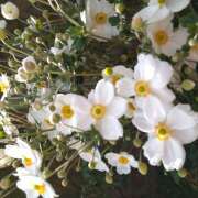 ヒメ日記 2025/04/23 09:10 投稿 もみじ 一夜の華