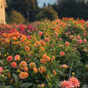 ヒメ日記 2025/04/29 08:48 投稿 もみじ 一夜の華