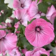 もみじ お早う御座います❤️ 一夜の華