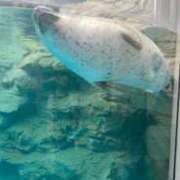 ヒメ日記 2025/06/27 13:09 投稿 氷室　かすみ プルプル京都性感エステ　はんなり