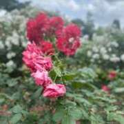 ヒメ日記 2026/01/13 17:31 投稿 氷室　かすみ プルプル京都性感エステ　はんなり