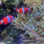 ヒメ日記 2026/03/07 12:30 投稿 氷室　かすみ プルプル京都性感エステ　はんなり