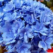 ヒメ日記 2025/05/11 20:36 投稿 南風ひなつ 鹿鳴館