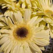 ヒメ日記 2026/03/28 14:26 投稿 南風ひなつ 鹿鳴館