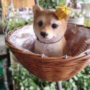 ヒメ日記 2025/11/23 11:29 投稿 りの 完熟ばなな八王子