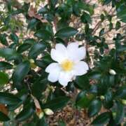 ヒメ日記 2025/11/26 06:19 投稿 りの 完熟ばなな八王子