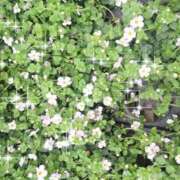 ヒメ日記 2026/05/16 20:59 投稿 りの 完熟ばなな八王子