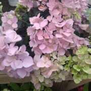 ヒメ日記 2026/06/15 06:49 投稿 りの 完熟ばなな八王子