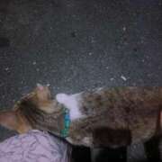 ヒメ日記 2025/05/11 18:53 投稿 りほ しろうと娘　本店