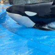 ヒメ日記 2025/11/14 13:20 投稿 らいか FAIRY Fukuoka Nakasu