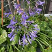 ヒメ日記 2025/12/06 20:28 投稿 もも 完熟ばなな 横浜