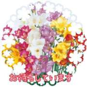 椿 出勤します 西船橋おかあさん