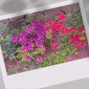 ヒメ日記 2025/04/24 12:48 投稿 ふみの 川崎・東横人妻城