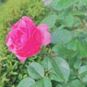 ヒメ日記 2025/05/05 07:18 投稿 ふみの 川崎・東横人妻城