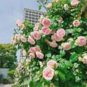 ヒメ日記 2025/05/15 07:42 投稿 ふみの 川崎・東横人妻城