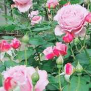 ヒメ日記 2025/05/17 12:27 投稿 ふみの 川崎・東横人妻城