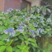 ヒメ日記 2025/06/01 12:04 投稿 ふみの 川崎・東横人妻城