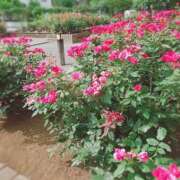 ヒメ日記 2025/07/09 19:30 投稿 ふみの 川崎・東横人妻城