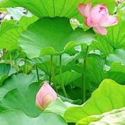 ヒメ日記 2025/08/05 19:22 投稿 ふみの 川崎・東横人妻城