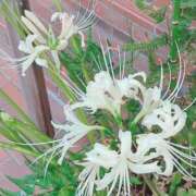 ヒメ日記 2025/09/29 20:03 投稿 ふみの 川崎・東横人妻城