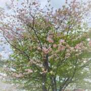 ヒメ日記 2025/04/30 12:24 投稿 さくらこ 熟女の風俗最終章 仙台店