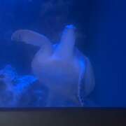 ヒメ日記 2025/04/13 01:02 投稿 天宮 かなで ホットアロマ