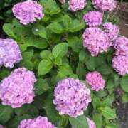 ヒメ日記 2025/06/26 21:33 投稿 東雲 はるな ホットアロマ