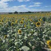 ヒメ日記 2025/07/23 22:51 投稿 東雲 はるな ホットアロマ