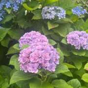 ヒメ日記 2025/06/03 12:17 投稿 夢野 りりか ホットアロマ