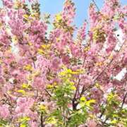 ヒメ日記 2025/05/17 15:48 投稿 岡田みつき お姉さんLABO -艶-