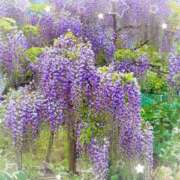 ヒメ日記 2025/06/02 17:18 投稿 岡田みつき お姉さんLABO -艶-