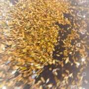 ヒメ日記 2025/11/09 12:28 投稿 岡田みつき お姉さんLABO -艶-