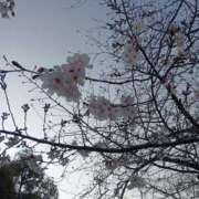 ヒメ日記 2026/03/29 09:33 投稿 いずみ サクラ（すすきの）
