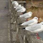 ヒメ日記 2026/02/05 16:47 投稿 らむね 土浦ハッピーマットパラダイス