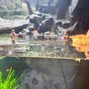 ヒメ日記 2025/06/29 17:50 投稿 そに 手こき＆オナクラ 大阪はまちゃん