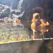 ヒメ日記 2025/09/29 11:53 投稿 そに 手こき＆オナクラ 大阪はまちゃん