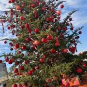 ヒメ日記 2025/12/24 09:50 投稿 そに 手こき＆オナクラ 大阪はまちゃん