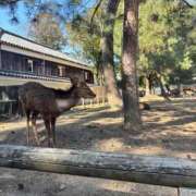 そに 急遽💓 手こき＆オナクラ 大阪はまちゃん