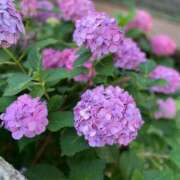 ヒメ日記 2025/06/17 12:04 投稿 みつき sakura