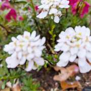 ヒメ日記 2025/04/23 17:28 投稿 ひな DEEP BLACK