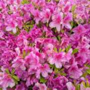 ヒメ日記 2025/05/09 11:04 投稿 ひな DEEP BLACK