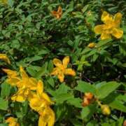 ヒメ日記 2025/06/04 14:11 投稿 ひな DEEP BLACK