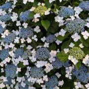 ヒメ日記 2025/06/09 16:07 投稿 ひな DEEP BLACK