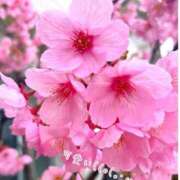 ヒメ日記 2025/04/13 20:34 投稿 あお 熟女の風俗最終章 新潟店